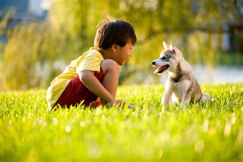 広島 ドッグラン - 犬と人間の絆を深める場所