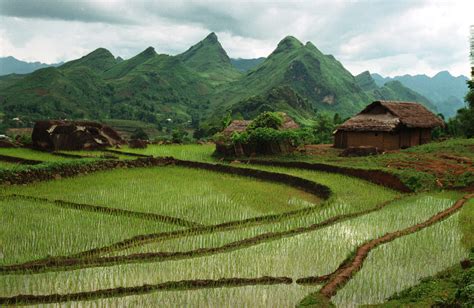 Hò Gió - Một Bài Ca Chân Tình Đậm Thấm Mùi Hương Đồng Quê và Lối Trữ Tình Ngọt Ngào Của Miền Bắc Việt Nam